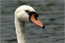 Canards Cygnes Oies